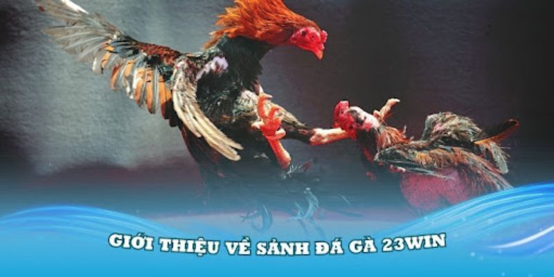 Giới thiệu đá gà trực tiếp 23win