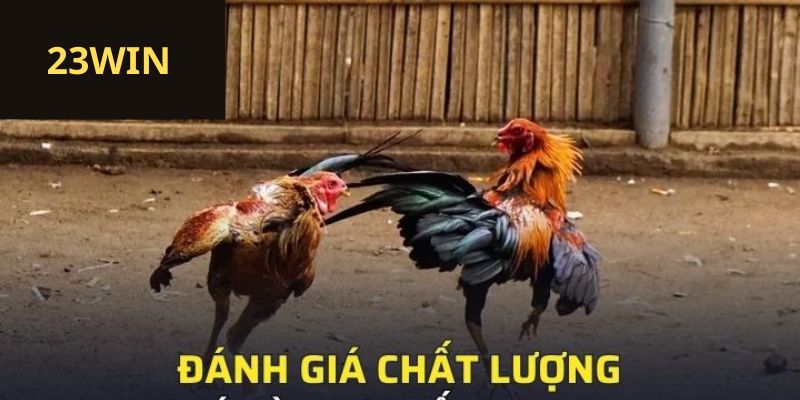 Đánh giá chất lượng đá gà trực tiếp 23win