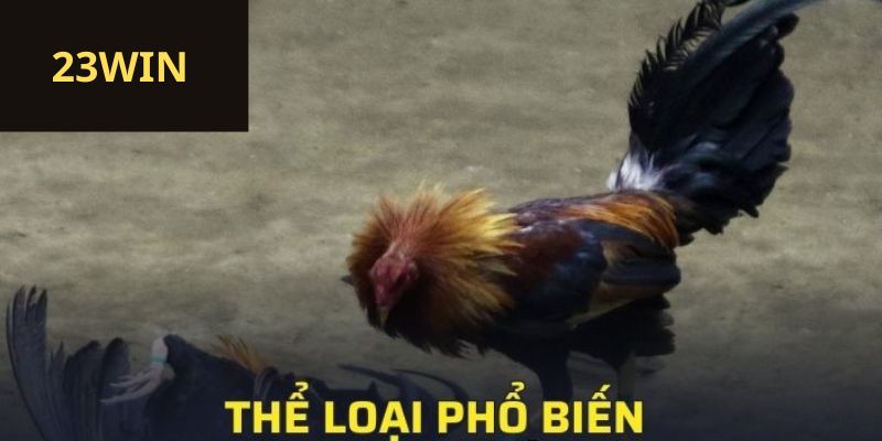 Thể loại phổ biến tại đá gà trực tiếp 23win